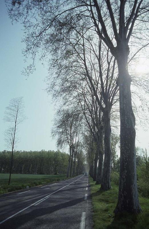 RWT 0271 316-11 France Plane Trees N Hwy.jpg
